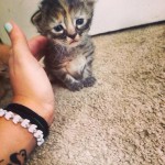 Муррманентно — самый грустный котенок