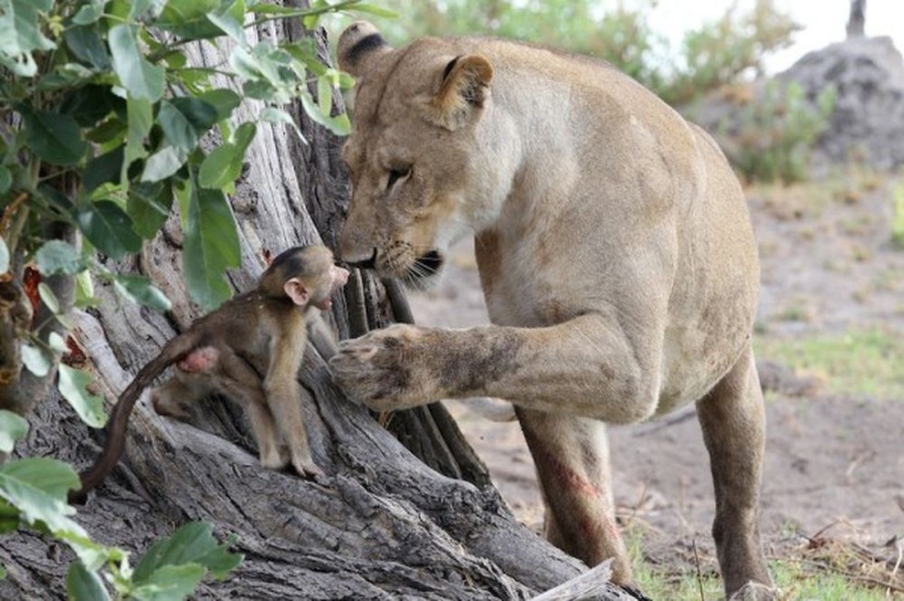 Лев и бабуин