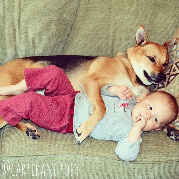Собака и малыш