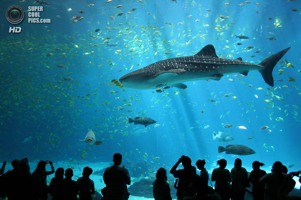 Огромный аквариум