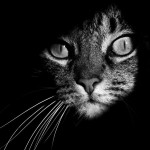 Загадочная жизнь кошек в черно-белых фотографиях