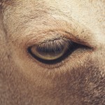 Печальные глаза животных зоопарка