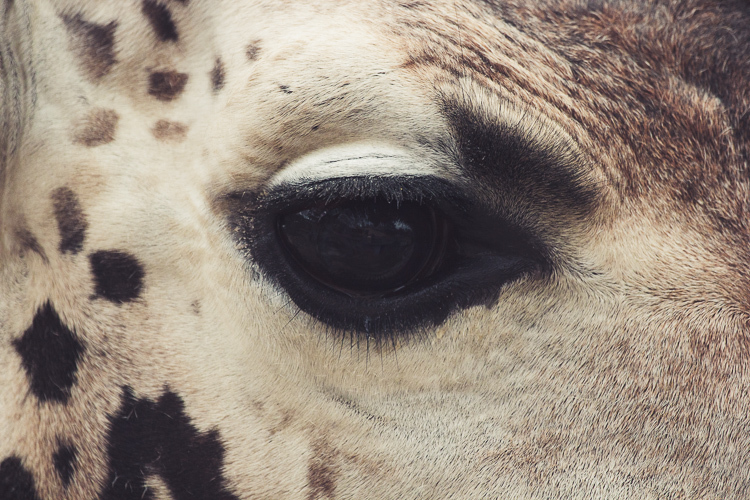 Глаза животных зоопарка
