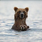 Медведи учат медвежат быть медведями
