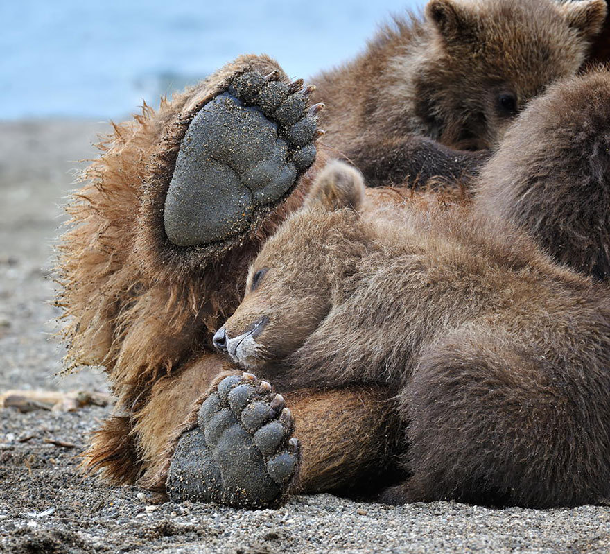 как быть медведем