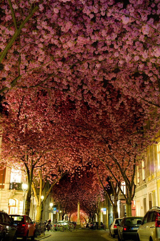 Цветущие вишни в Бонне, Германия