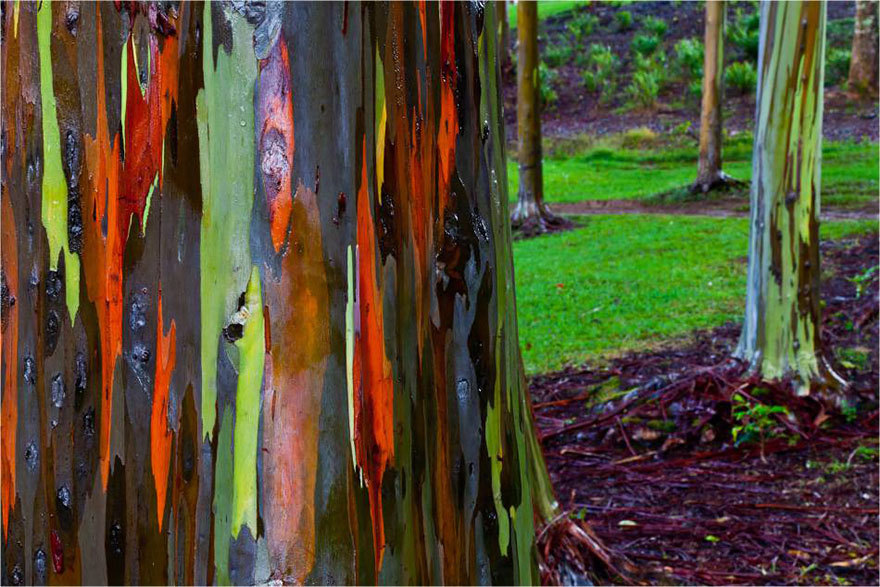 Радужный эвкалипт в Кауаи, Гавайи