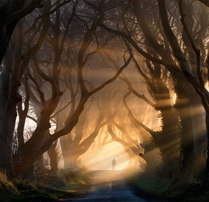 Темная буковая аллея в северной Ирландии
