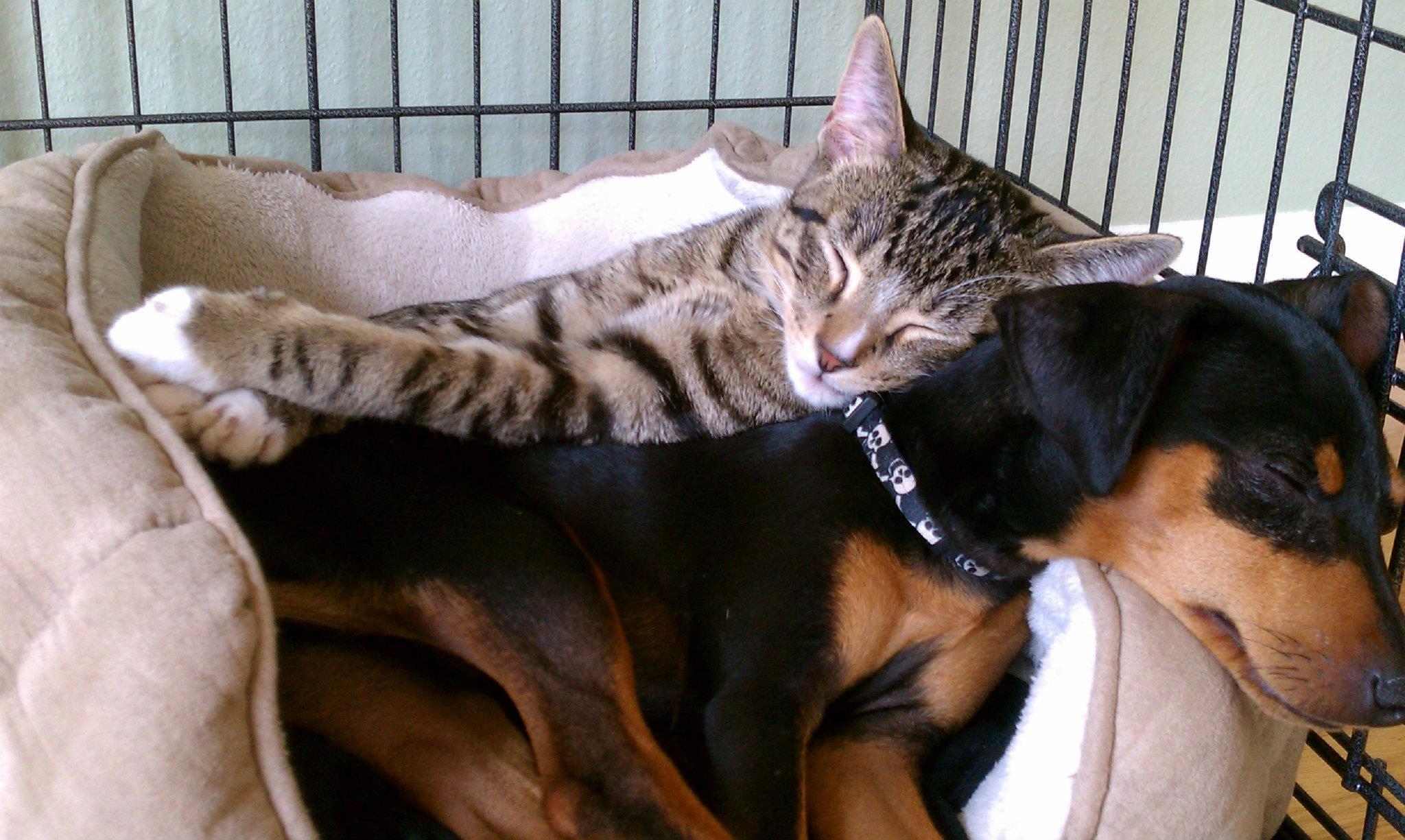 Пес и кот - лучшие друзья