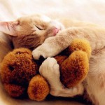 Животные, обнимающие во сне мягкие игрушки