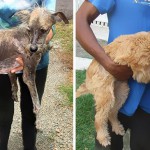 До-и-После: 16 спасенных собак