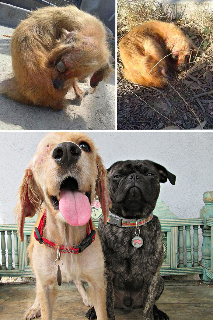 Спасенные бездомные собаки