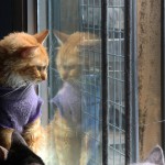 Спасение кошек: доброта и забота на улицах Лимы