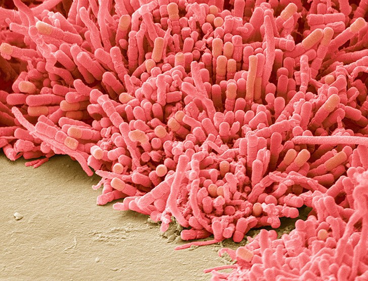Бактерии во рту