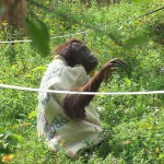 Самка орангутанга из зоопарка сама сделала себе “платье” 