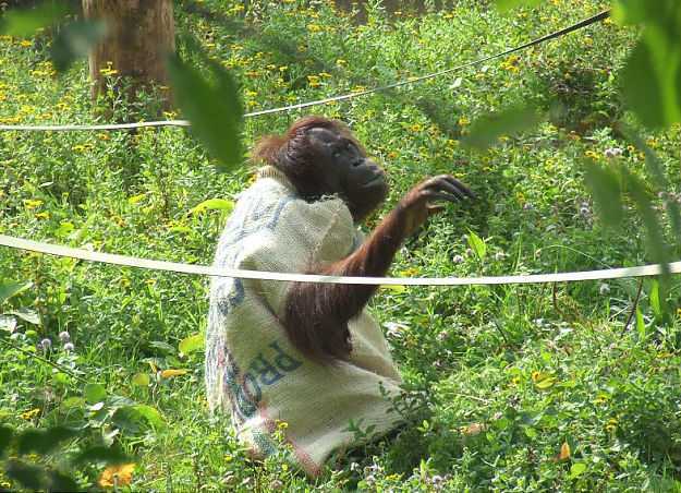 самка орангутанга в платье