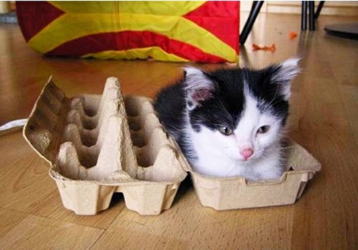 картонный кот