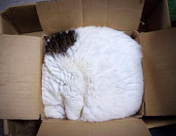 картонный кот