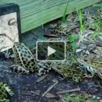 Как поймать лягушку на телефон