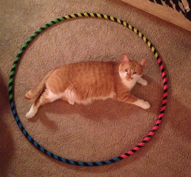 Кот в кругу