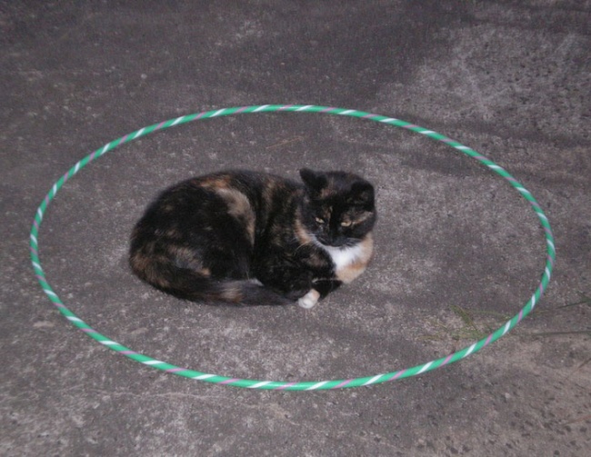 Кот в кругу