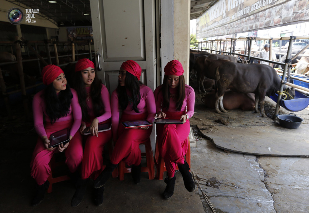 Девушки, которые продают коров перед Курбан-байрамом, беседуют в ожидании покупателей в Депоке, Западная Ява, Индонезия. 