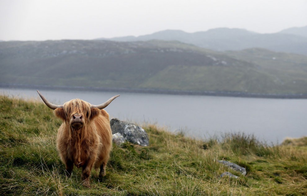 Шотландская высокогорная корова