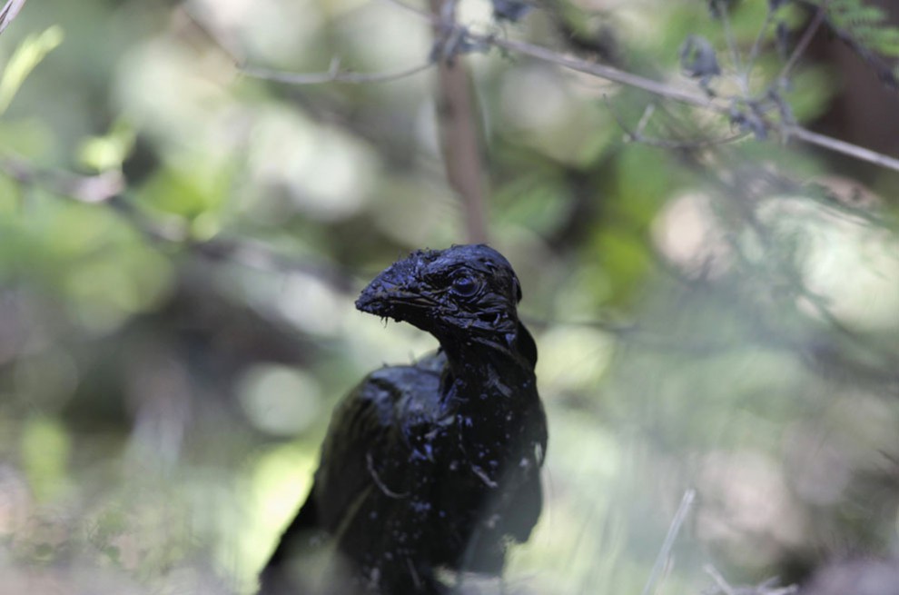Загрязнённая нефтью птица