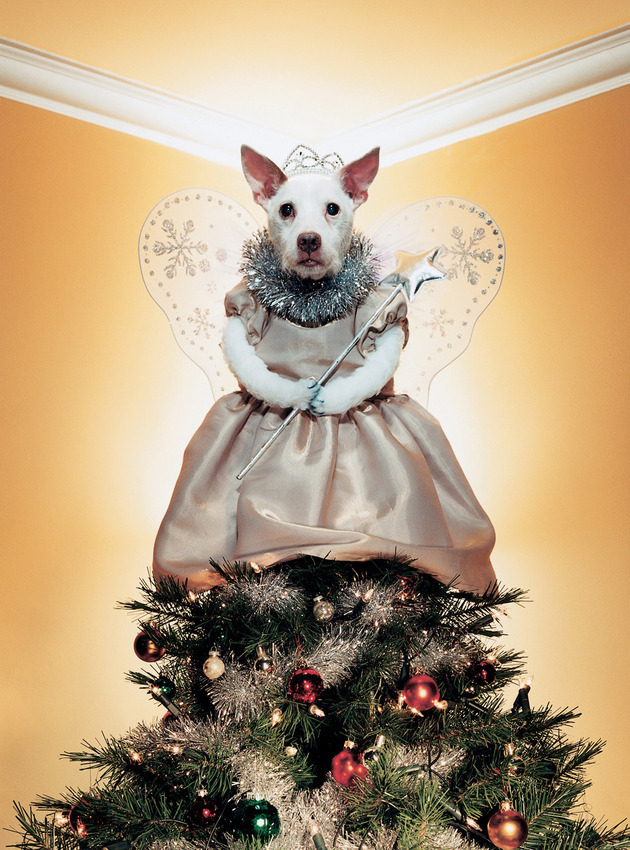 Рождественские открытки с собаками