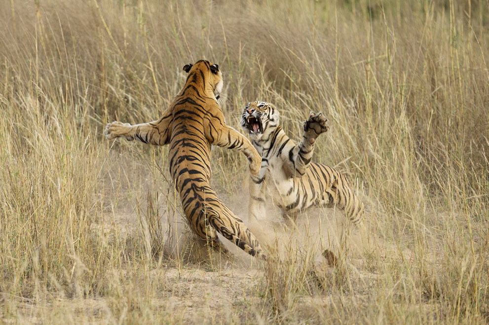 Молодые тигры