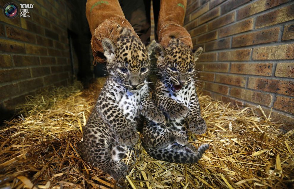 Детёныши цейлонского леопарда
