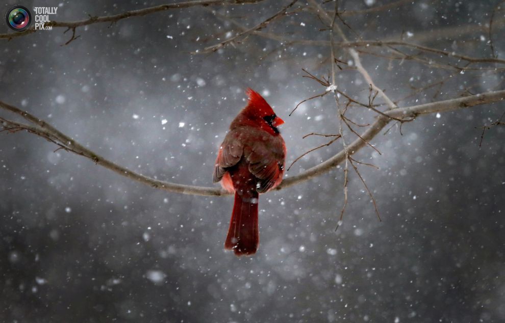 Красный кардинал 