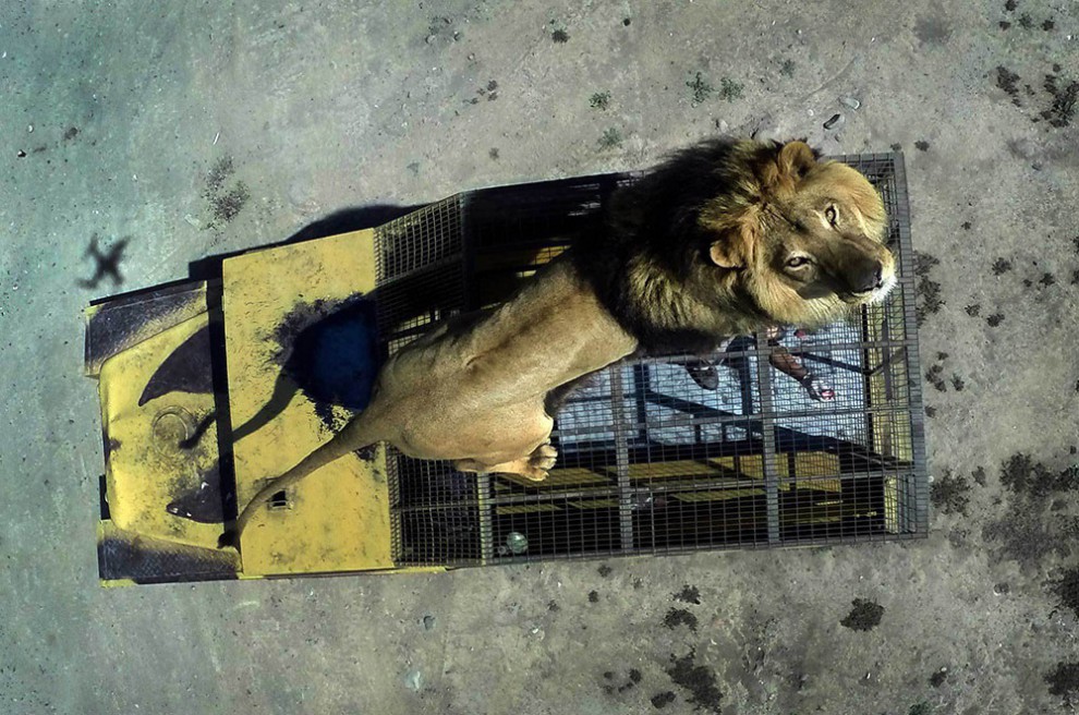 Лев на клетке в сафари-парке в Ранкагуа, Чили, 30 октября 2014 года. 