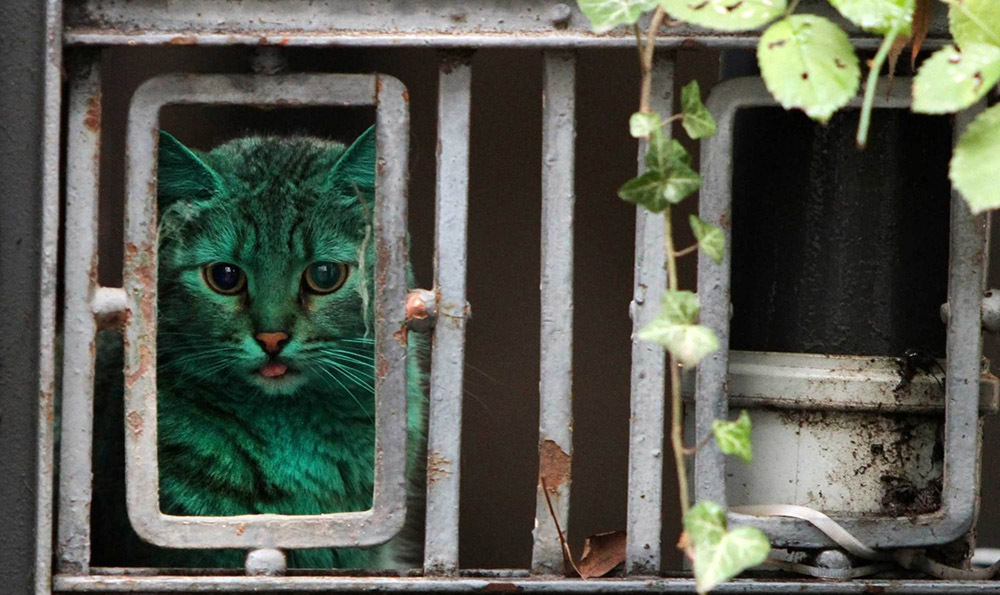 Зелёная кошка