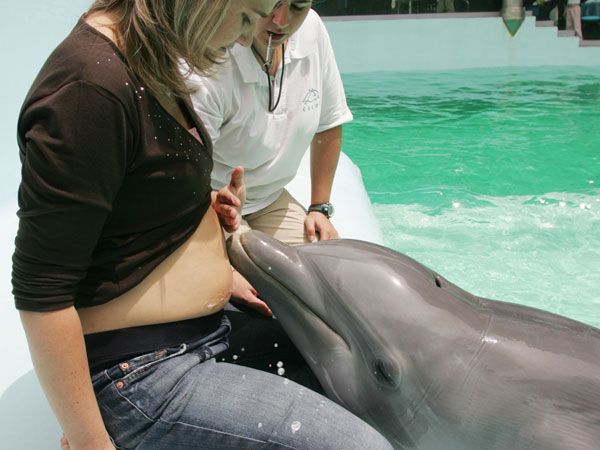 Любопытные факты о дельфинах
