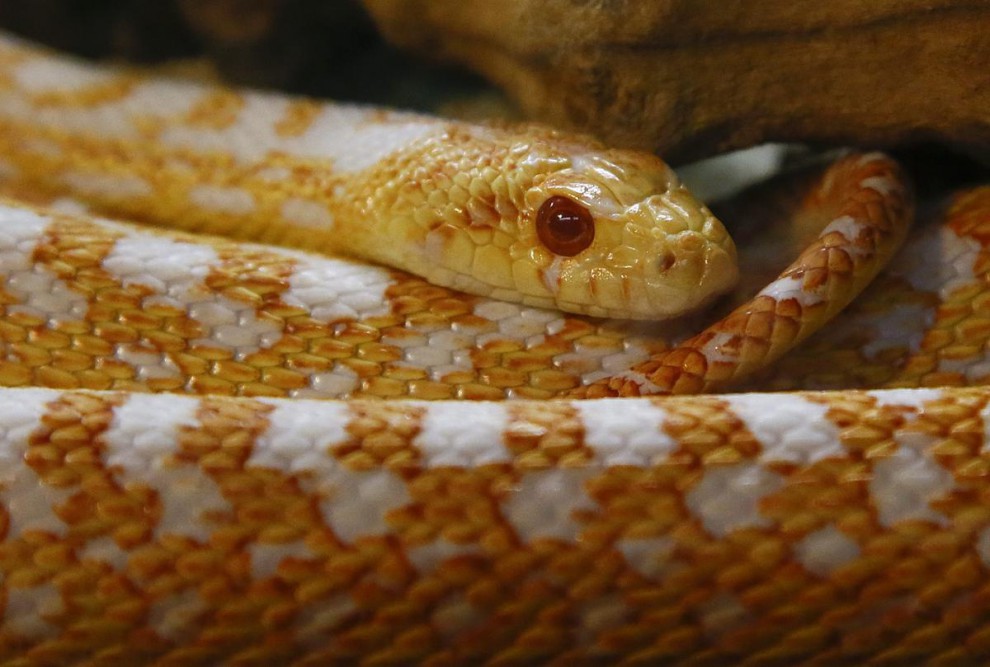 Тихоокеанская гоферовая змея
