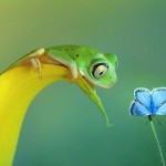 Очаровательные лягушки в объективе Вил Мийер