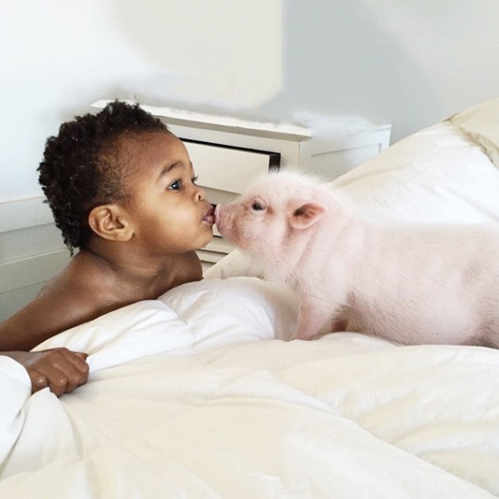 Свин лучший друг малышей