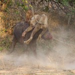 Схватка буйвола и льва – кто сильнее