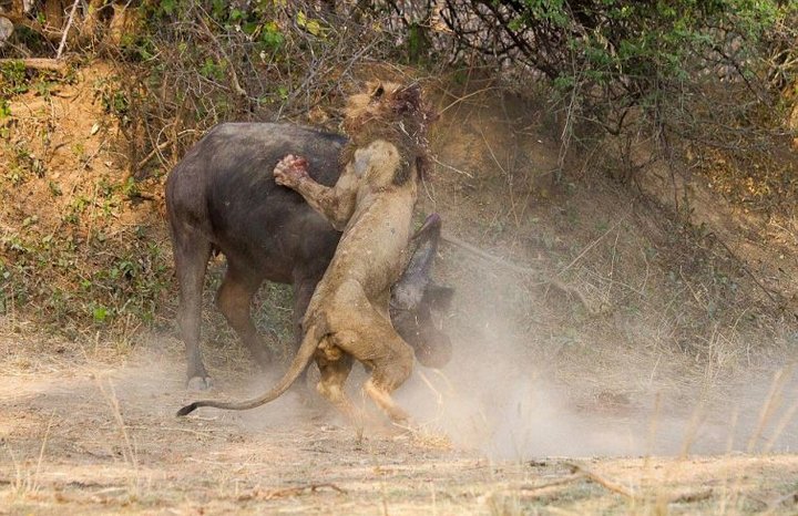 Схватка буйвола и льва 