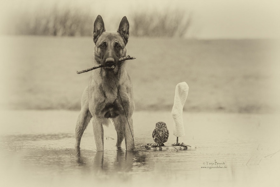 Собака и сова