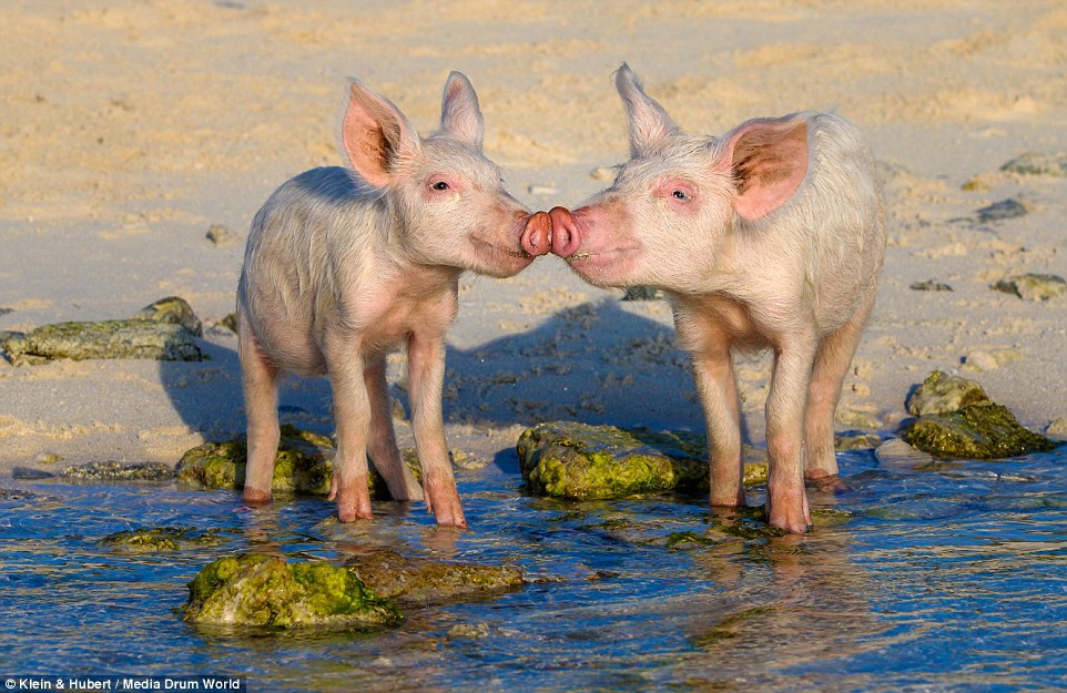 Свиньи на Багамах