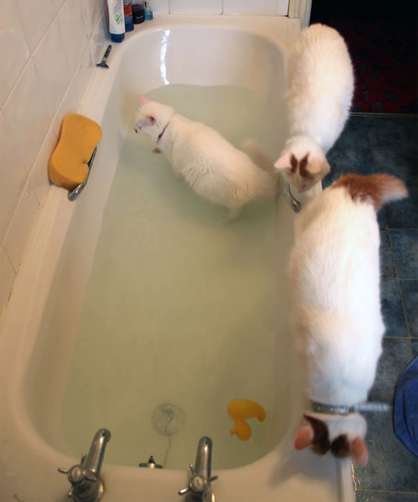 Кошки купаются