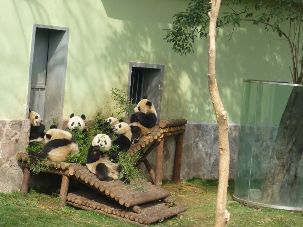 Гигантские панды