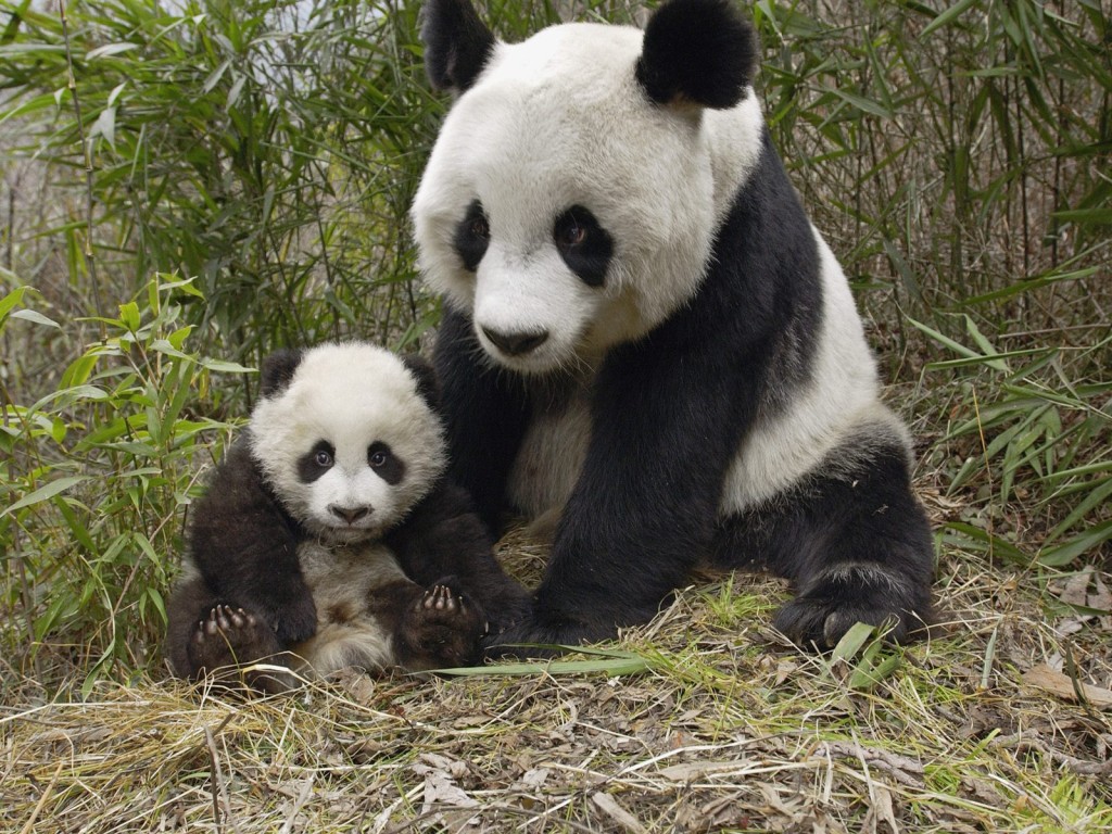 Гигантские панды