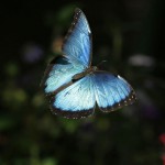 «Джунгли с бабочками» в Сан-Диего