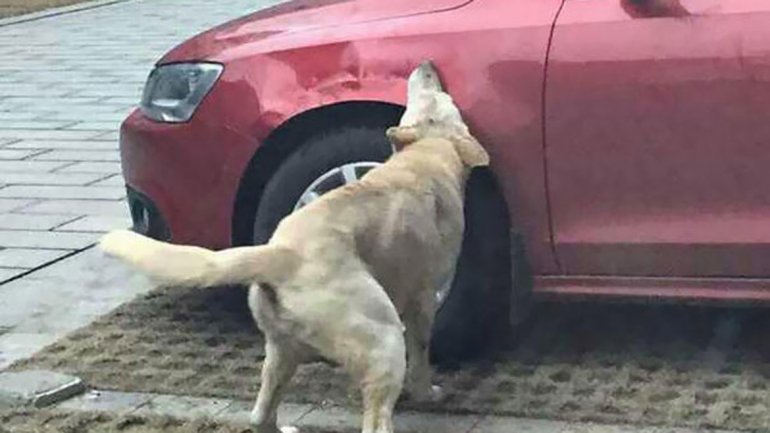 Собака отомстила автомобилисту