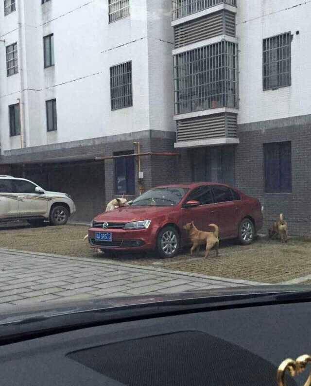 Собака отомстила автомобилисту