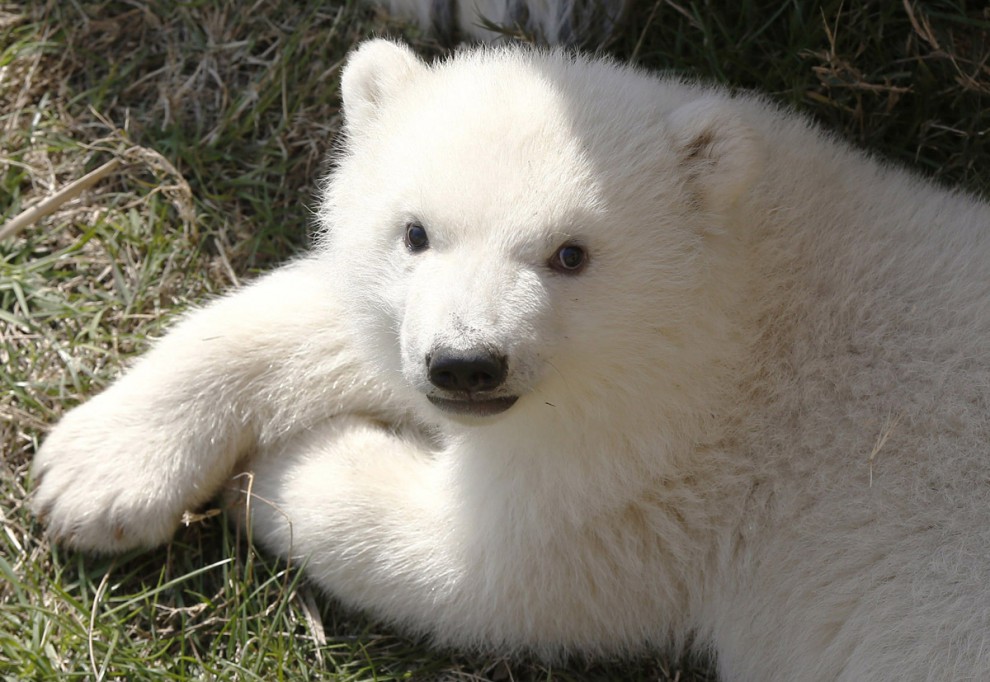 Детёныш белого медведя