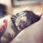 10 причин забыть о боязни крыс